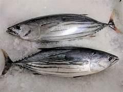 SKIPJACK TUNA Grade A Sea Frozen Place of Origin - Image 1