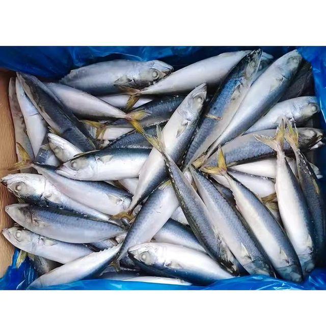 Frozen Mackerel Fish Premium Frozen Seafood Resource With Rich Protein Content And Hygienic Processing Standards - Image 5