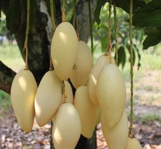 Premium Fresh Golden Mango Natural Sweet 100% - Image 4