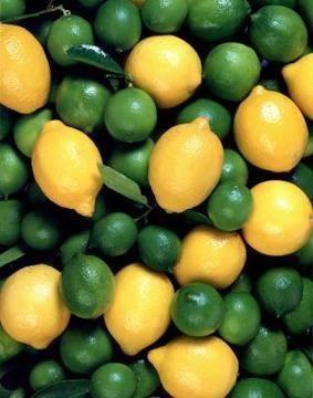 Lime Availability Available On Order Throughout The Year Growth Location Ugandan Tropical Mineral Rich And Fertile Soils Of East - Image 3