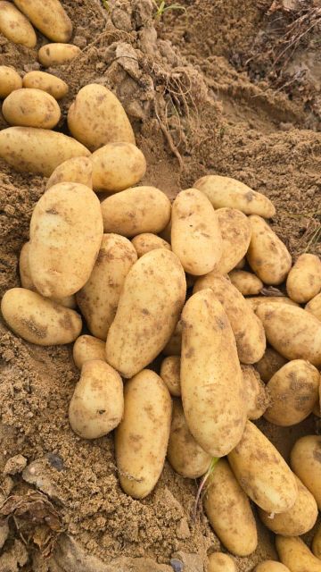 Potatoes - Image 3