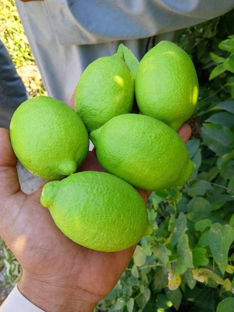 Class 1 Fresh Eureka Lemon for sale Organic Yes Origin South Africa - Image 4