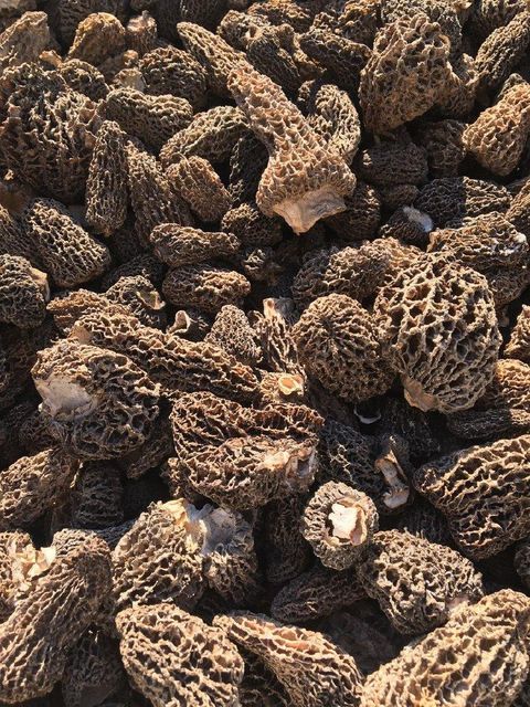 Gutian Specialty Wild Morel Mushrooms Freshly Harvested and Dried Raw Ingredients for Seasonal Soup Wholesale Dropshipping - Image 3
