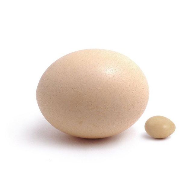 Quality Fresh White and Brown Table Eggs Ostrich Eggs and Other Birds - Image 3