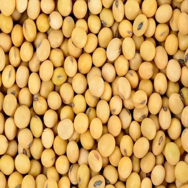 Premium Non-GMO Soybean-High Quality Organic and safe Soy Beans For Food and Feed - Image 4