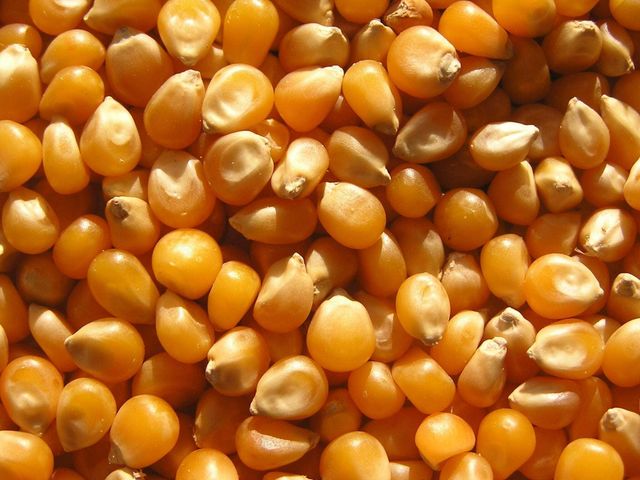 Best Bulk Supply of Non GMO Dried Yellow Corn for Animal Feed White Corn at Cheap Price GMO-Free Corn Cultivation Type - Image 3