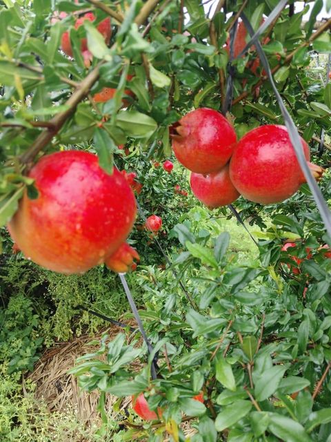 Premium Quality Fresh Pomegranate In Wholesale Fruits Style Fresh Variety Premium Model Number NA Type Pomegranate Grade Premium - Image 3