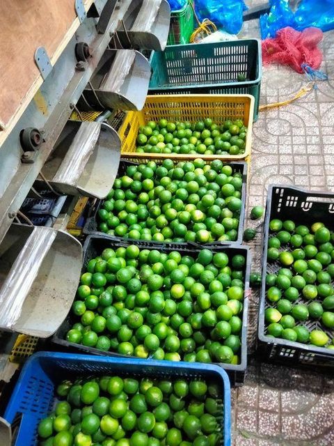 High Quality Fresh Seedless Lemon from Vietnam Sour Tasting Citrus Fruit at a Low Price - Image 4