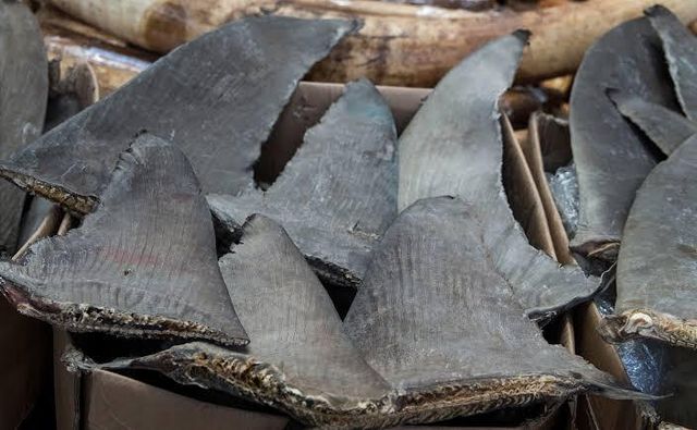 Shark Fins - Image 1