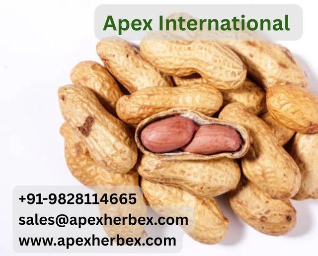 In-Shell Peanut, Inshell Peanut, Indian In-Shell Peanut, Peanut, Peanuts, Arachis hypogaea, Indian InShell Peanuts,Peanuts Kernels Peanut With Shell, Peanuts, , Indian Peanut , Peanut Supplier From India. - Image 1
