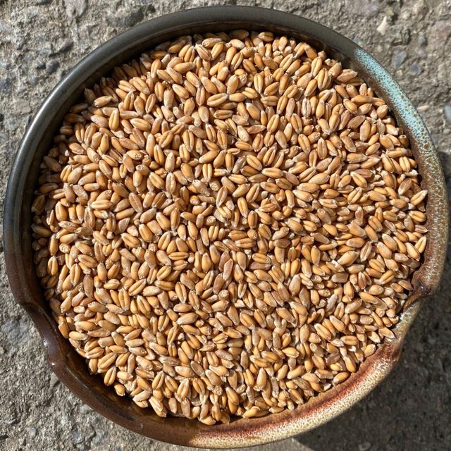 Fresh Premium Wheat grain for Bulk buyers High Quality Wheat grain with high nutrient content and clean packaging - Image 5