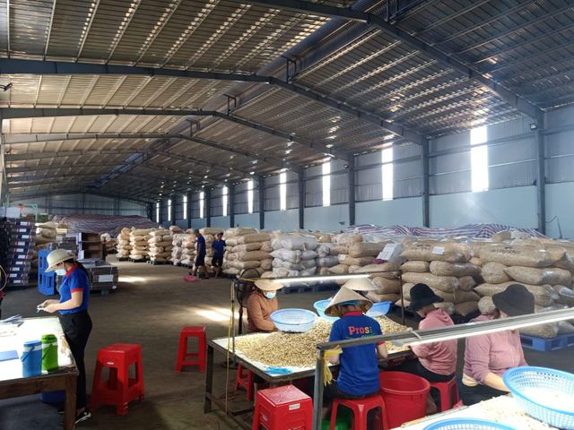 cashew nuts - Image 5