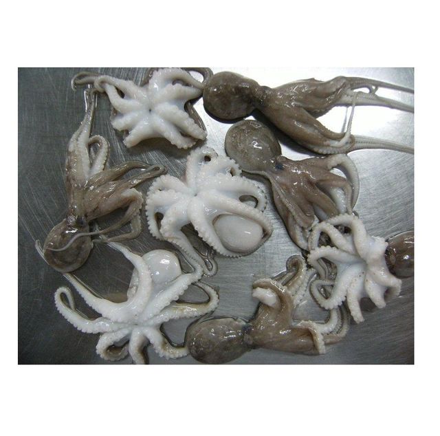 Frozen Seasoned Baby Octopus Octopus Fresh Frozen Baby Octopus For Sale - Image 2