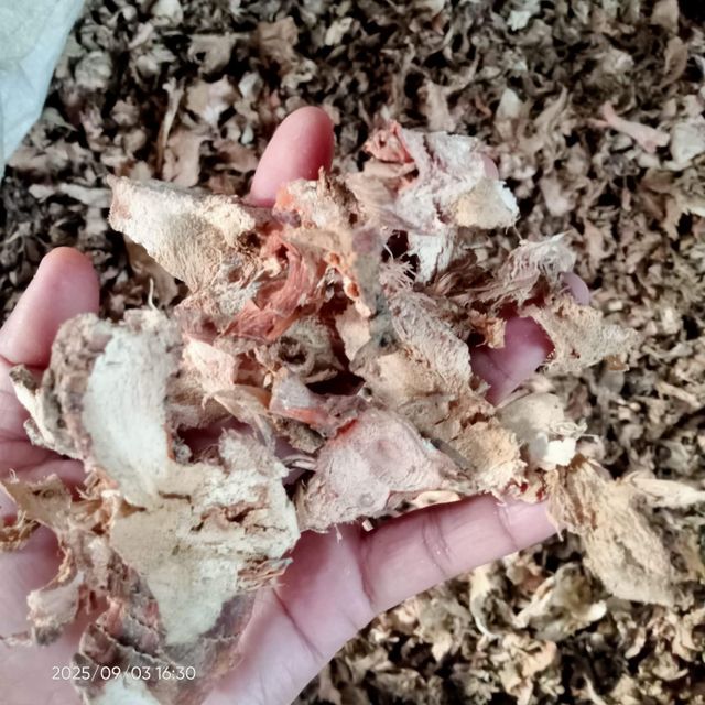 Sliced Galangal Dried Packaging Bag Digestive Aid Yes Drying Time 6 Hours Immune System Boost Yes Final Water Content 10% - Image 1