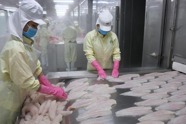 Pangasius Frozen Pangasius Fillet Steak from Vietnam wholesale/Frozen Swai Fish best price - Image 4