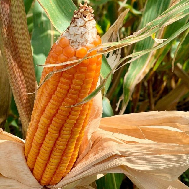 Sun Dried Farm Harvest White/Yellow Maize Featuring Bright Kernels For Import Buyers Looking For Premium Grain Sources - Image 5
