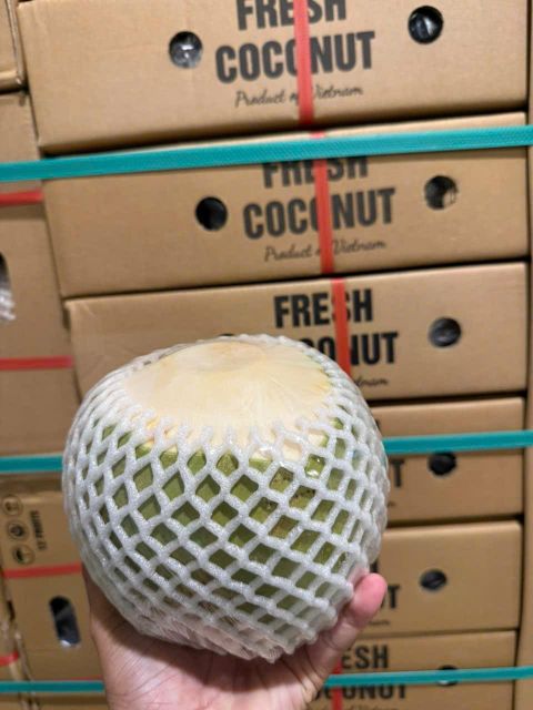 Diamond shape, young coconut Grade Class A Port Ho Chi Minh Type Xiem Variety Grown In Mekong Delta Packaging 9 pcs/carton - Image 6