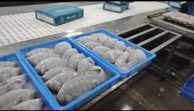 Tilapia Whole Round 300/500,500/800,800+ - Image 1