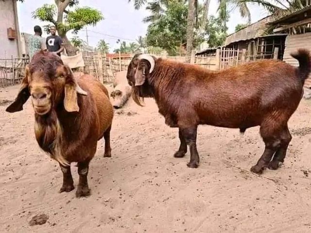 Premium Nubian goats offered for commercial livestock farming - Image 2