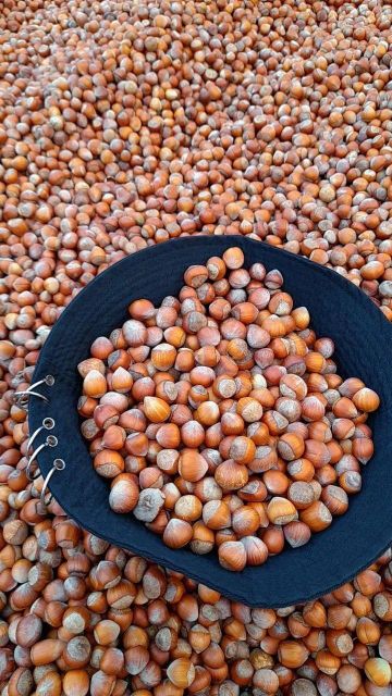 Bulk Roasted Raw Peel Inshell Hazelnuts Kernels Without Shell Hazelnut Nut Price - Image 5