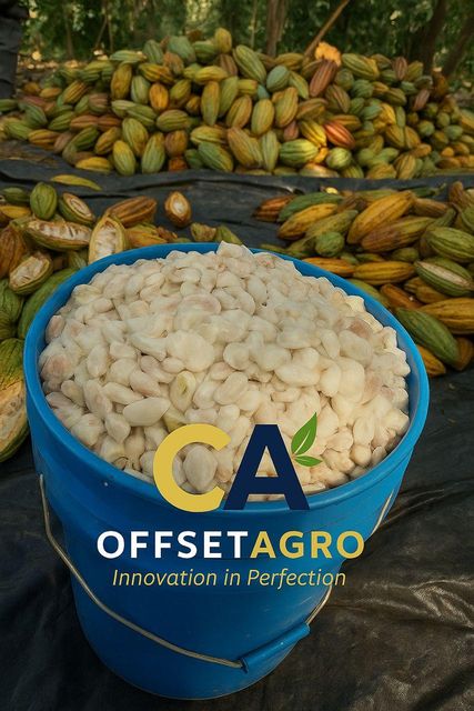 COCOA BEANS – product photo 4, product detail gallery