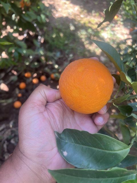 ORANGE - Image 3