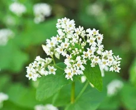 Natural Buckwheat Flavonoids 30% Buckwheat Extract Plant Extract - Image 5