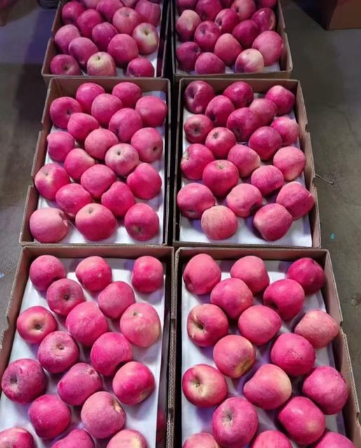 Fresh Fuji Apples - Image 4