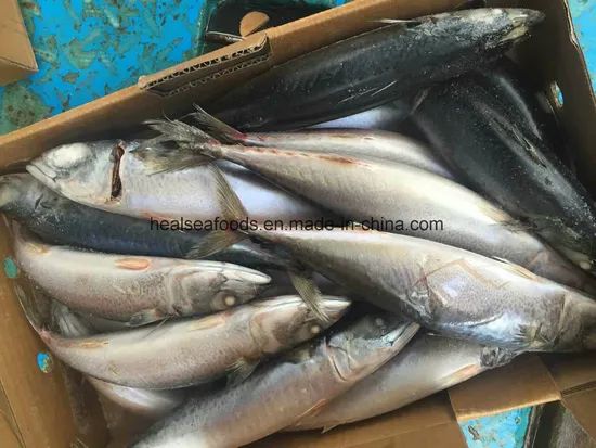Frozen Blue Mackerel Fish/Chub Mackerel Style Whole Origin China Model NO. 022 Processing BQF HS Code 03035400 Trademark - Image 2