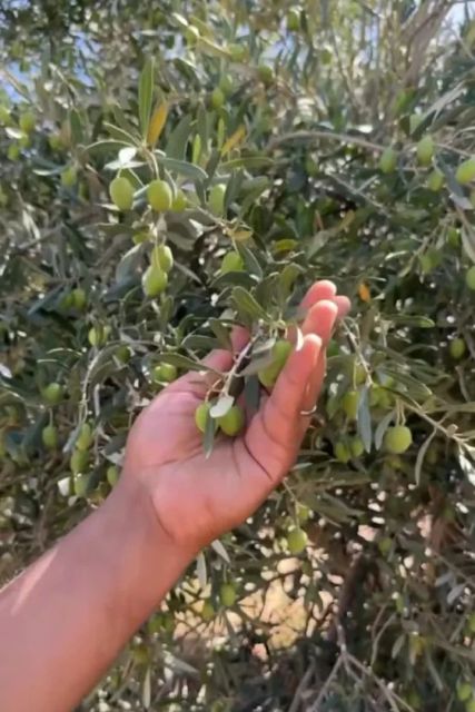ELIRA Premium Extra Virgin Olive Oil from Morocco – Cold-Pressed from a Family Farm - ELIRA – product photo 3, product detail gallery
