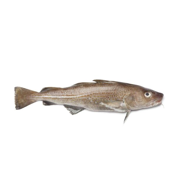 Unique Worldwide Export of Frozen Cod Fish Fresh Seafood From the Ocean's Depths - Image 5
