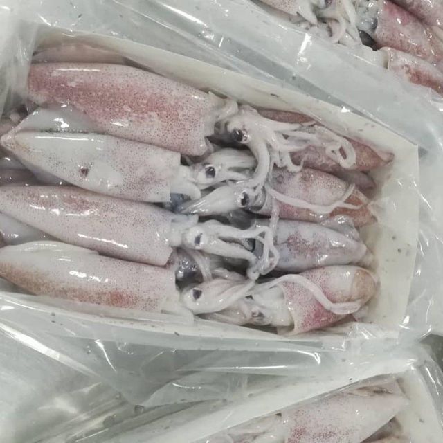 Seafood (Tune, Cuttlefish, Squids, Mackerel Fish, Sardine Fish) - Image 3