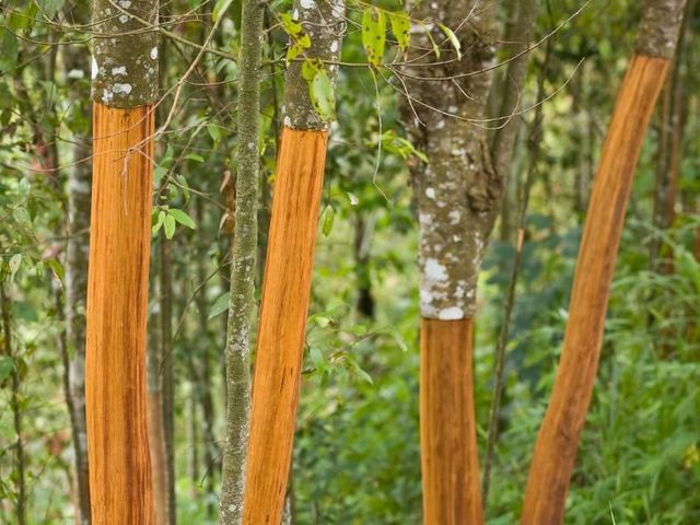Indonesian Cinnamon Sticks (Cassia Vera AA) - High Volatile Oil - Premium Cut & Scraped - Image 4