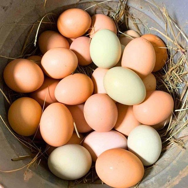 Fresh Brown Eggs Premium Grade Available in Bulk Supply with Factory Price and Fast Delivery - Image 3