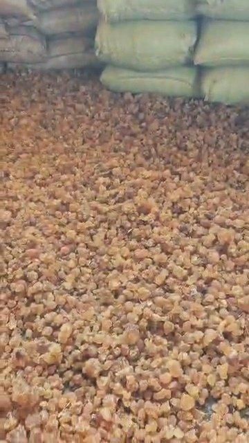 Gum Arabic Hashab Acacia Raw/Grade One Dry & Cleaned - Image 3