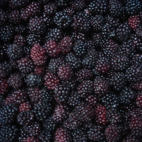 Good Price Bulk Frozen Blackberry IQF Frozen Blackberry Fruits - Image 2