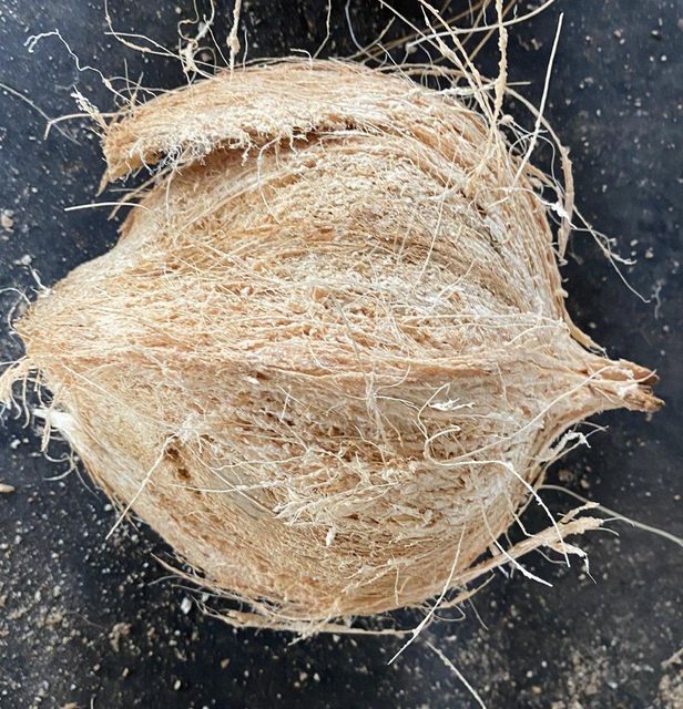 Mature coconut husked Grade A Form Whole Origin Vietnam Color Yellow brown Packaging Mesh bag Maturity Stage Mature Weight (kg) 1.2kg - 1.5kg - Image 5