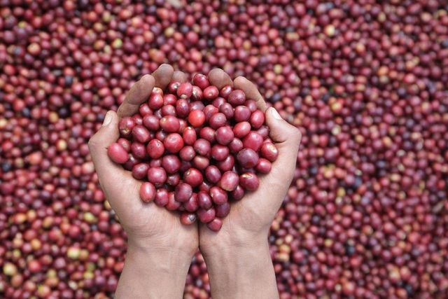 Ethiopian Arabica Coffee - Image 1