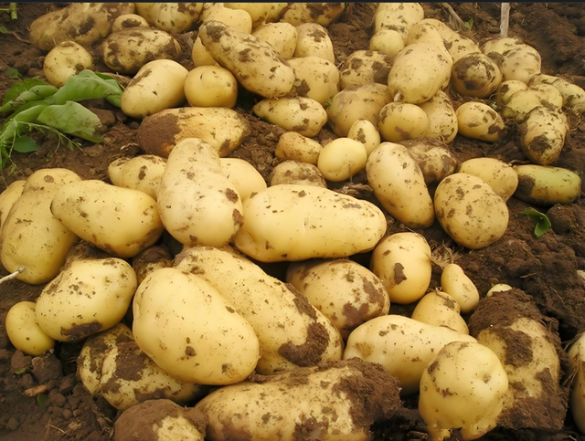 potato,fresh potato,vegetables,vegetable Color yellow Weight (kg) - Image 3