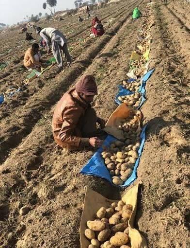 Premium Pakistan Potatoes – Farm Fresh, Perfect for Chips, Fries & Curries | Powered by Kenhar Enterprises - Image 3