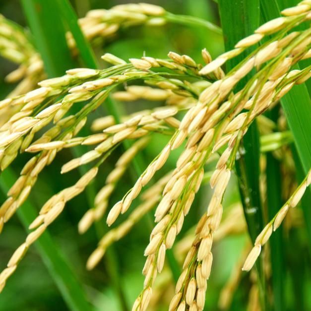 Direct from Vietnam High Quality Fresh Grade White Jasmine Rice Dried and Soft Best Price with Free Tax - Image 3