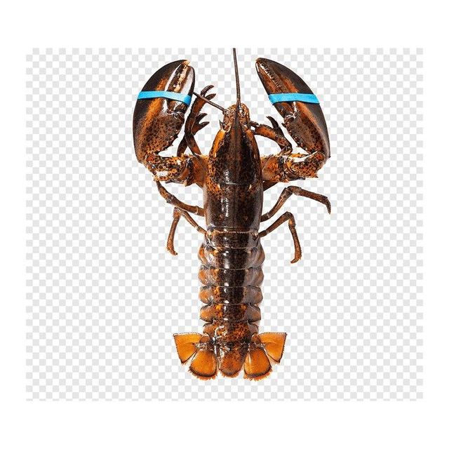 Premium live lobster offered at wholesale price for international seafood importers - Image 5