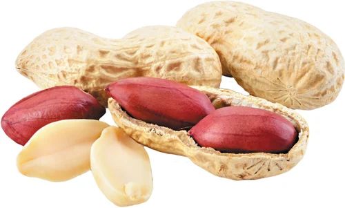 Raw Peanuts (Groundnuts) for Export Origin India Packaging Size 5 kg Form Ground, Peeled, Whole Degree of Processing Natural, Salted, Unsalted - Image 3
