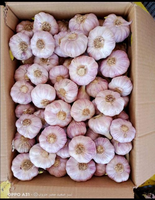 Premium Fresh Egyptian Violet Garlic Grade A Form Whole Organic No Origin EGYPT Max. Moisture (%) 10 % Shelf Life 6 - 9 Months - Image 3