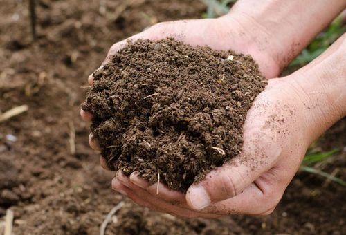Cow dung Manure - Image 1