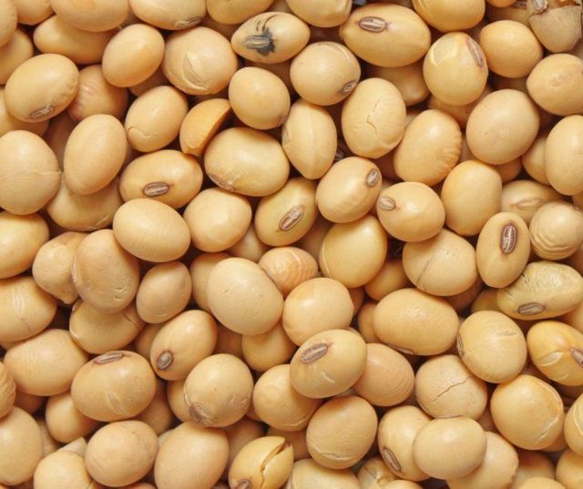 Soybean Background Soybean Organic Organic Cultivated 5.22% Moisture Dried Soybean Seeds Admixture (%): 0% - Image 3