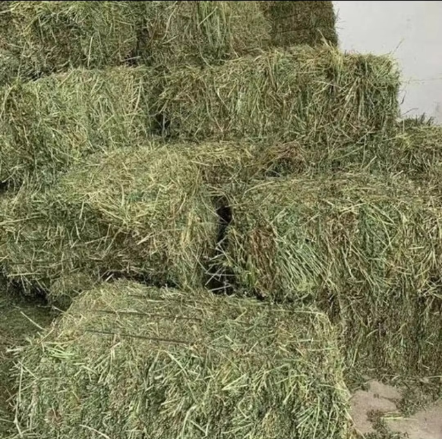Fresh Dried Alfalfa Hay Top Alfalfa Hay With 18% Protein Content Ideal For Cattle Sheep Rabbits And Horse Nutrition - Image 4