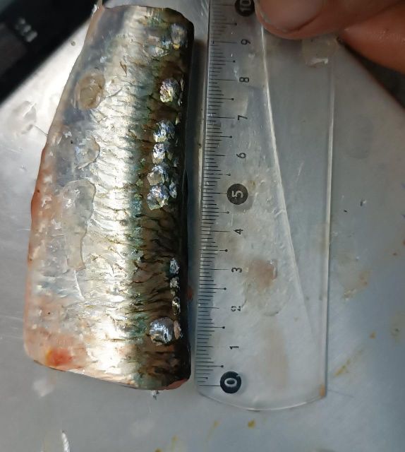 Frozen Sardine HGT - Image 5