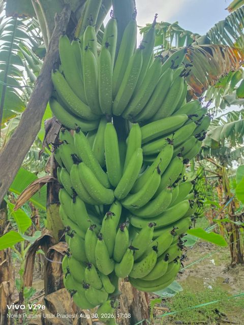 G9 Bananas - Image 4