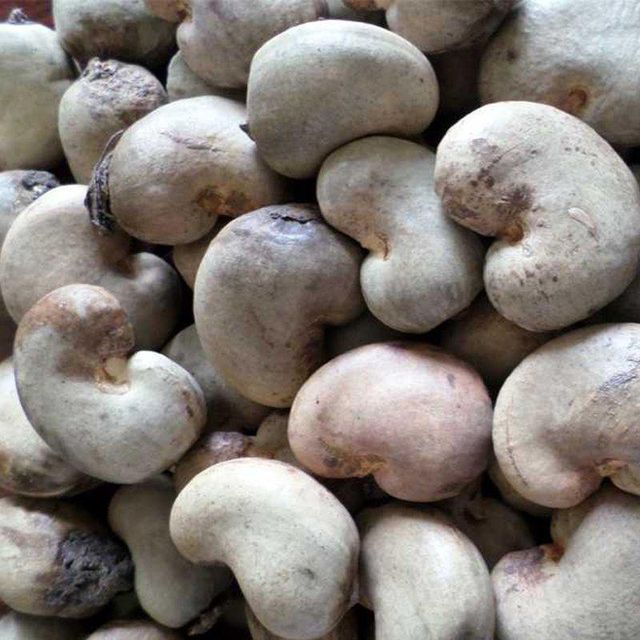 CASHEW NUT WW180, 210, 240 320, 450 / Premium Cashew 100% White Cashew Nut Sell From Vietnam – product photo 5, product detail gallery